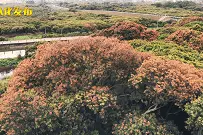 大开眼界！从化这棵400多岁“荔枝皇”你见过没？图片
