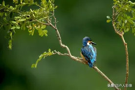 颜色鲜艳、小巧玲珑、叫声清脆的小鸟—翠鸟图片