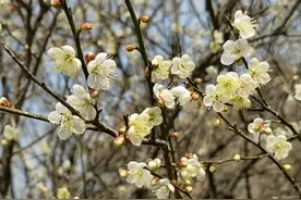 春暖花开，我们一起去看花花世界图片