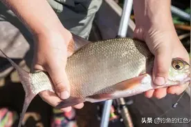 野钓剩下的饵籵不要扔，发酵后钓这种鱼特别好用，会让你渔获翻倍图片