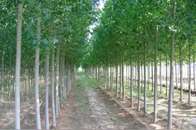 杨树栽植技术，及病虫害防治措施，干货分享！图片