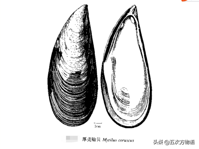 六耳赤嘴鱼胶有收藏价值吗 2026年六耳赤嘴鱼胶的功效和作用