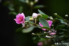 夏花（十一）——桃金娘，稔子树开花图片