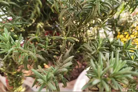 全株自带香气，用手一摸留有浓香，过年煮肉鲜美无比，很好种植图片