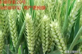 又到小麦备播季，这几个亩产超过800公斤的小麦品种值得种植图片