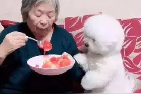 盘点比熊犬，可以吃和不能吃的水果，你都喂对了吗？图片