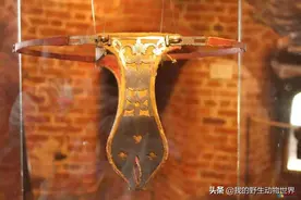 雄性海龙骑驴看马，遇到心仪对象就主动流产，把胚胎吃掉图片