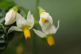 「诗词鉴赏」夏未尽 秋已来，十首初秋的诗词，最是浓情初秋时图片