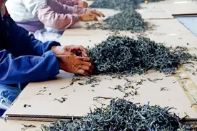 冰岛茶变局图片