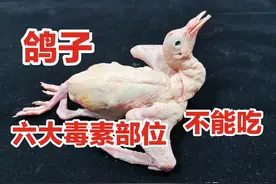 鸽子身上6个部位毒素最大，你知道吗？看20年大厨专业详细讲解图片