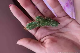 说实话，万重山变软了还能救活吗？图片