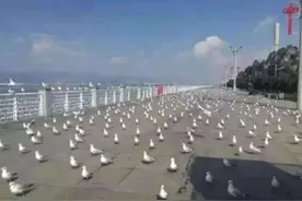 当迁徙而来的西伯利亚海鸥面对东非蝗灾会擦出怎样的火花图片
