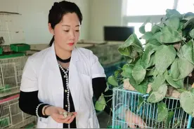 江苏东海芦丁鸡养殖大王王海红，让芦丁小鸡闹龙宫图片