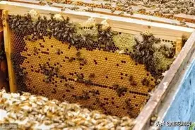 子脾数量并不与蜂数成正比！再强蜂群子脾量是有限定的，多了有害图片