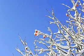 懵特！沪一小区竟被冻出“冰瀑”奇观，原因是…气温狂飙，申城又要一夜如春了图片