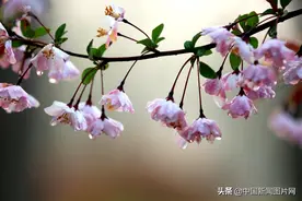 江苏淮安：雨后花草 靓丽清新图片