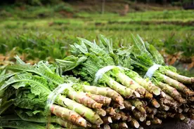 《本草纲目》中的“千金菜”，钾含量极高，孩子常吃个子高又聪明图片