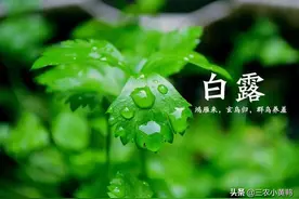 明天白露，白露是什么意思？什么时候真正凉快？看完心中有数图片