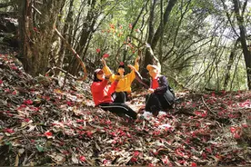 邂逅坪河古道：花动一山春色图片