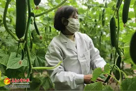 走进乡村看小康｜“听”着音乐长大的黄瓜有啥不一样图片