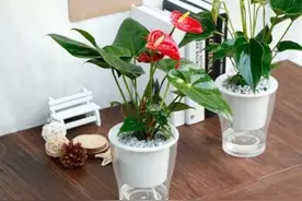 别再用这种花盆种花了，让花越养越差图片
