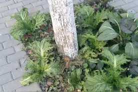 中国人对种菜有多执念？哈哈！就是看不得地儿闲着图片