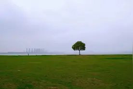 苏州发现一棵孤独的树，因为太孤独被很多网友围观，成了网红树图片