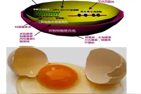 抗菌药物，青霉素类抗菌药物图片