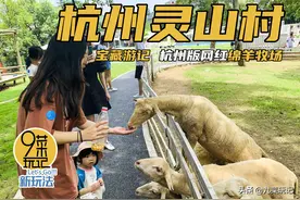 宝藏游记 | 杭州灵山村1日游，打卡杭州版网红绵羊牧场(2020/08)图片