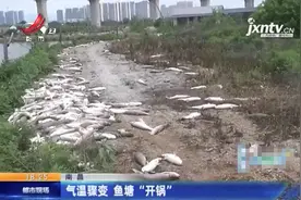 南昌气温骤变，鱼塘“开锅”遭了殃，高温缺氧死鱼比你想象中严重图片