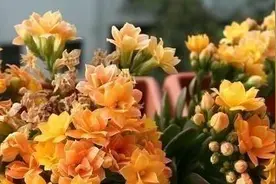 新买的长寿花要换盆吗，能浇水吗?图片