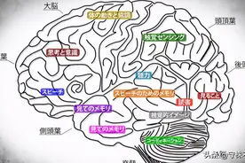 25个冷知识：有关大脑，科学家给以合理解释的神秘发现图片