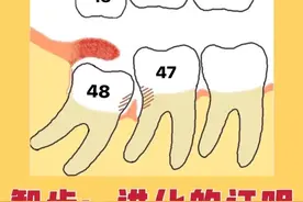 智齿：进化的证明图片