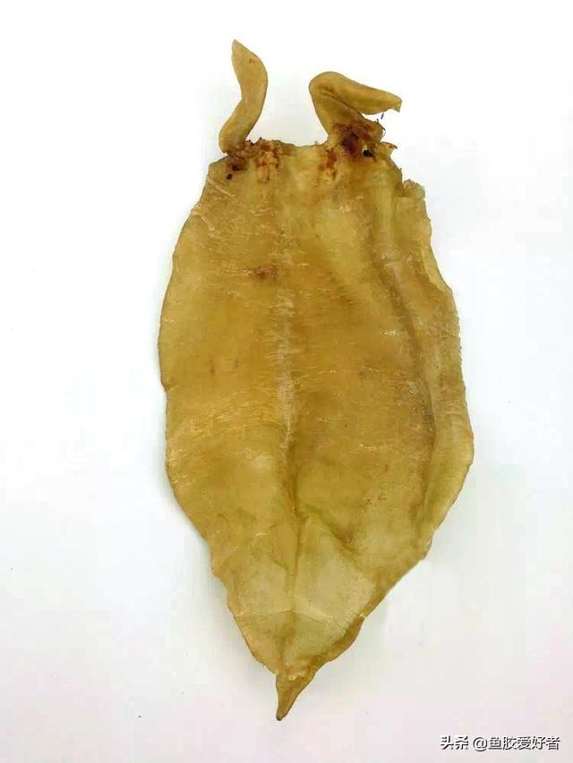 黄花皎北海花胶 2026年北海黄花胶的功效与作用