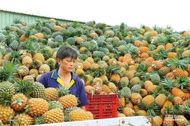 台名嘴解析为何蔡英文把“凤梨问题”视为“国安”问题图片