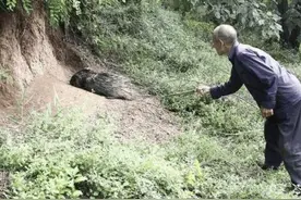 农村大爷在田里抓到60多斤大家伙！走近一看让他开心不已图片
