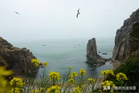 海驴岛，名字不太优雅，却是花的世界，鸟的王国图片