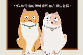 猫的领地意识，公猫和母猫的领地行为存在差异，公猫更在意大小图片