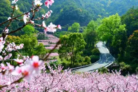春游·记 | 春和景明，雁山花依旧图片