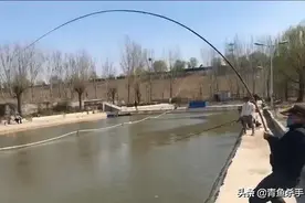 黑坑钓青鱼：主线外铅、长短子线挂铅、无铅无漂钓法的优势与特点图片