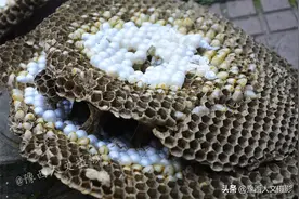 河南小伙深山养殖“杀人蜂”，有人愿花3万元取经，为啥不收学徒图片