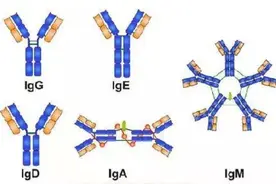 每日科普 || IgG与IgM？傻傻分不清楚图片