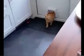 猫咪钻进门洞才发现，自己进错了家门，还和人家对视一会，太尴尬图片