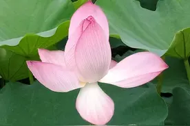 荷花几种称谓探讨图片