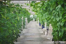 蔬菜全年种植安排计划表：1-12月种什么菜，全都说清楚了图片