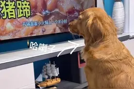 河南一狗狗看电视狂流口水，祈求主人把宠物猪做成菜，猪反应亮了图片