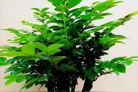 小叶紫檀盆景，好养易活，不怕干不怕冻，寓意美好，适合居家养护图片