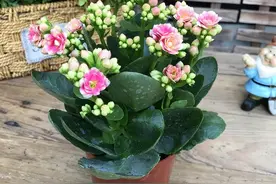 5月学扦插，这三种花更合适，枝条处理好，生根特别快，试试吧图片