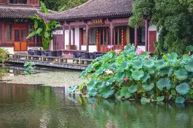 散文：曲院风荷，夏日荷塘图片