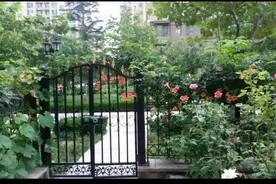 我住一楼：诗意的院子和暖心的邻居图片